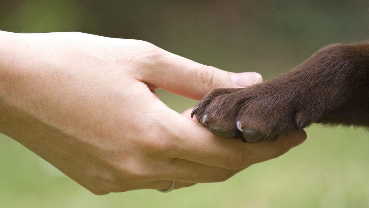 JorgeRescala's tweet photo. 🐾🌍 Hoy, en el Día de la Proclamación de la Declaración Universal de los Derechos de los Animales, celebramos el trato ético hacia todas las criaturas que comparten nuestro planeta. La ciencia respalda la necesidad de proteger y respetar a todas las formas de vida. https://t.co/8ns9WA1nMI