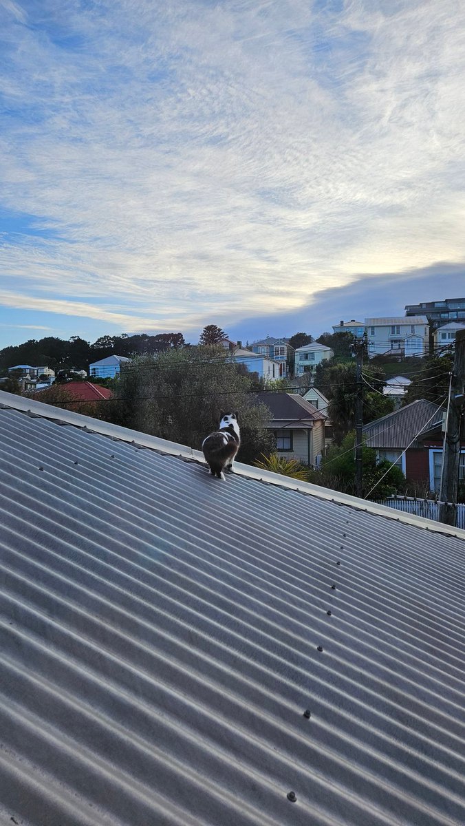 nat ✨️ screaming ✨️ tweet media