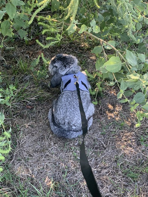 You&rsquo;ve never ever known frustration until you try to go on a walk with a rabbit https://t.co/KqC3xD7<a href="/tag/throne"class="tags"><span>#throne</span></a><a href="/tag/wishlist"class="tags"><span>#wishlist</span></a>