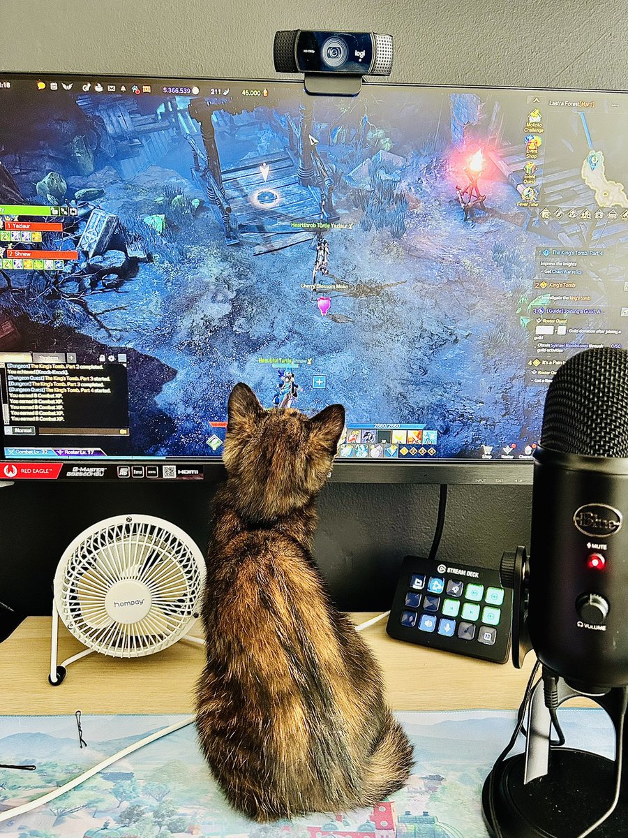yazlaur's tweet photo. My little gaming buddy 😺 https://t.co/17GxHCUEqO