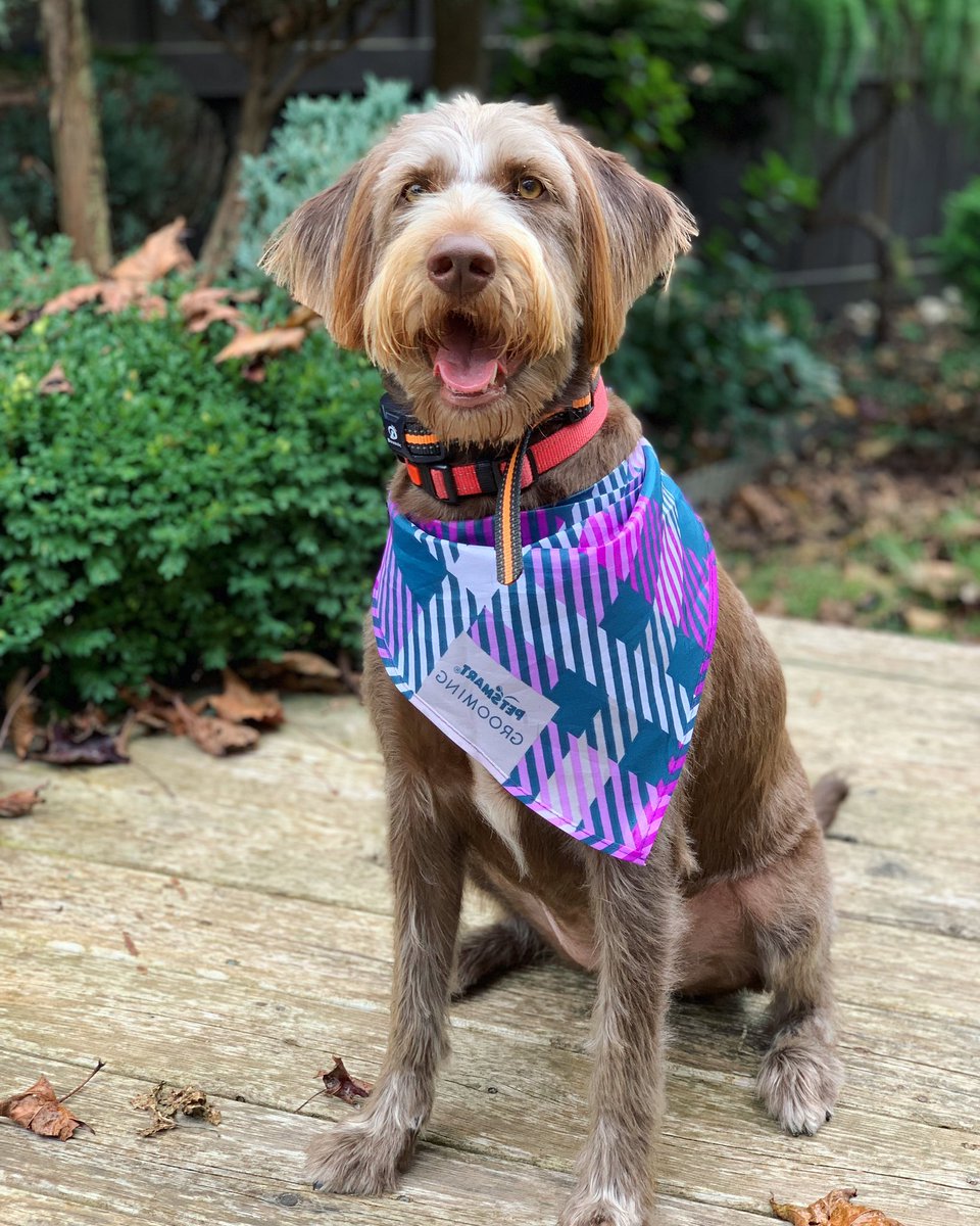 Anne-Marie Ront tweet media