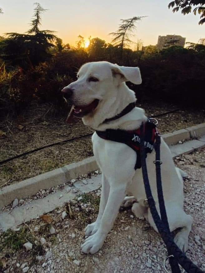 SilviaMylo's tweet image. URGEEE  EL DIA 18 SI NADIE LO REMEDIA  IRA A PERRERA SUS DUEÑOS SE VAN DEL PAIS 😭ADOPCIÓN O ACOGIDA CON EXPERIENCIA EN Abandonos.
BREX LABRADOR  es un perro educado dócil fiel muy inteligente y muy cariñoso
Es muy sociable  con otros perros
MADRID 
628770887