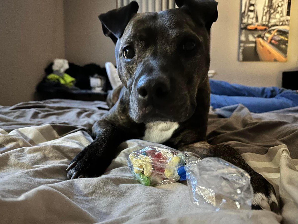 Transport0903's tweet photo. @ScottishSPCA  6 years ago today I brought this wee man home from your Aberdeenshire Centre to his forever home… best wee rescue pupper you could ever wish for. https://t.co/rdXykNFQL1