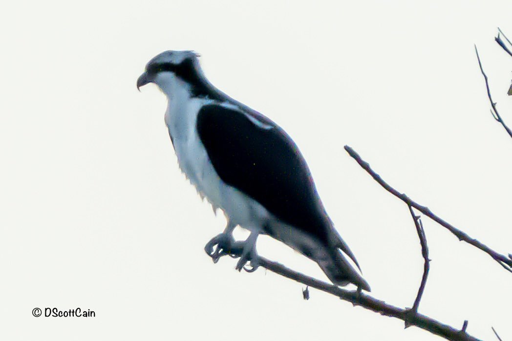 This Osprey was just waiting to launch this morning at sunrise.#birds #BirdsOfTwitter #codorusstatepark #ospreyphotography #osprey #naturephotography #naturesbeauty #outdoorphotography #sonyphotography #wildlifephotography #yorkcountypa #dscottcainphotography