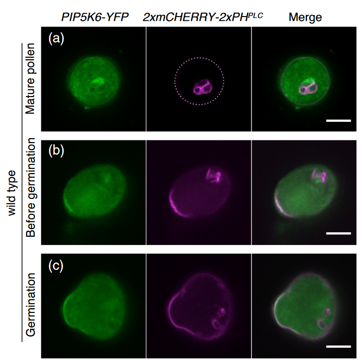 Widiez Thomas 🌽 (@thomaswidiez) on Twitter photo Loss of function of three phosphatidylinositol 4-phosphate 5-kinase genes (PIP5K) led to defect in POLLEN germination
<a href="/ThePlantJournal/">The Plant Journal</a> by Mariko Kato
📖doi.org/10.1111/tpj.16…
PI(4,5)P2 lipid biosensor (developed <a href="/YvonJaillais/">Yvon Jaillais</a> lab) loses polar localization pattern in mutant Loss of function of three phosphatidylinositol 4-phosphate 5-kinase genes (PIP5K) led to defect in POLLEN germination
<a href="/ThePlantJournal/">The Plant Journal</a> by Mariko Kato
📖doi.org/10.1111/tpj.16…
PI(4,5)P2 lipid biosensor (developed <a href="/YvonJaillais/">Yvon Jaillais</a> lab) loses polar localization pattern in mutant