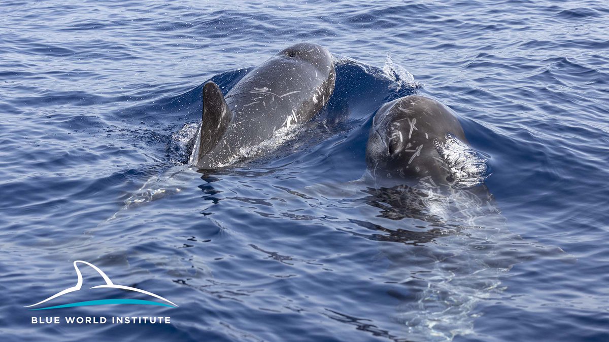BlueWorld_Inst's tweet photo. While searching for Cuvier's #beakedwhales, we also found Risso's dolphins. This animals inhabit continental slope area of southern Adriatic.
Report your sightings through #MarineRanger app. #BWIScience #deepdiversofAdriatic #cetasmus #Grampus https://t.co/H39ZxLqeSP