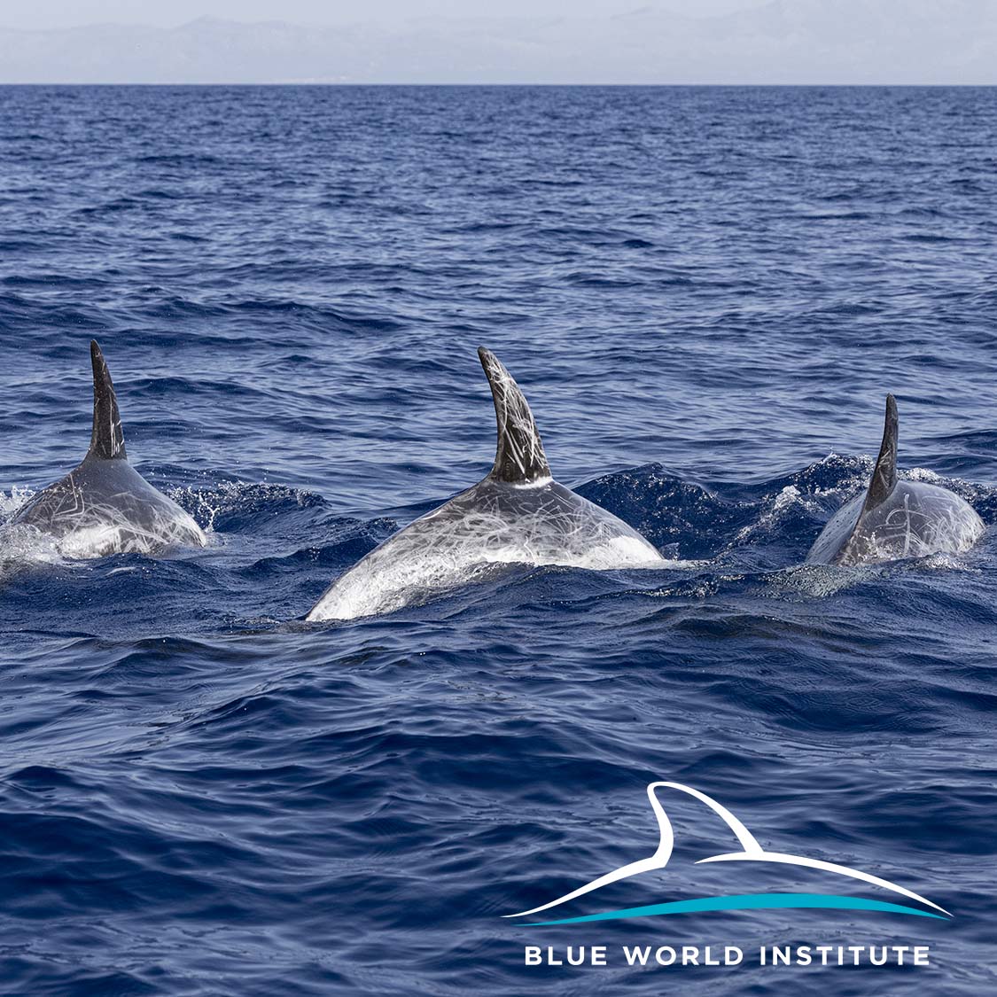 BlueWorld_Inst's tweet photo. While searching for Cuvier's #beakedwhales, we also found Risso's dolphins. This animals inhabit continental slope area of southern Adriatic.
Report your sightings through #MarineRanger app. #BWIScience #deepdiversofAdriatic #cetasmus #Grampus https://t.co/H39ZxLqeSP