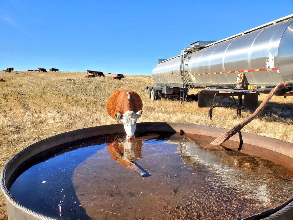 herefordcows's tweet photo. A beauty of an October day to move our south pairs & the travelling water tank a bit closer to home. #fallgrazing #hereford #grazingourwayhome #thatprairieview #nextyearitwillbegreenanditwillrainandrainandrain #itwillrainsomuchsomebodywillcomplainandillhavetokicktheirarse https://t.co/3zwdkBGPsx