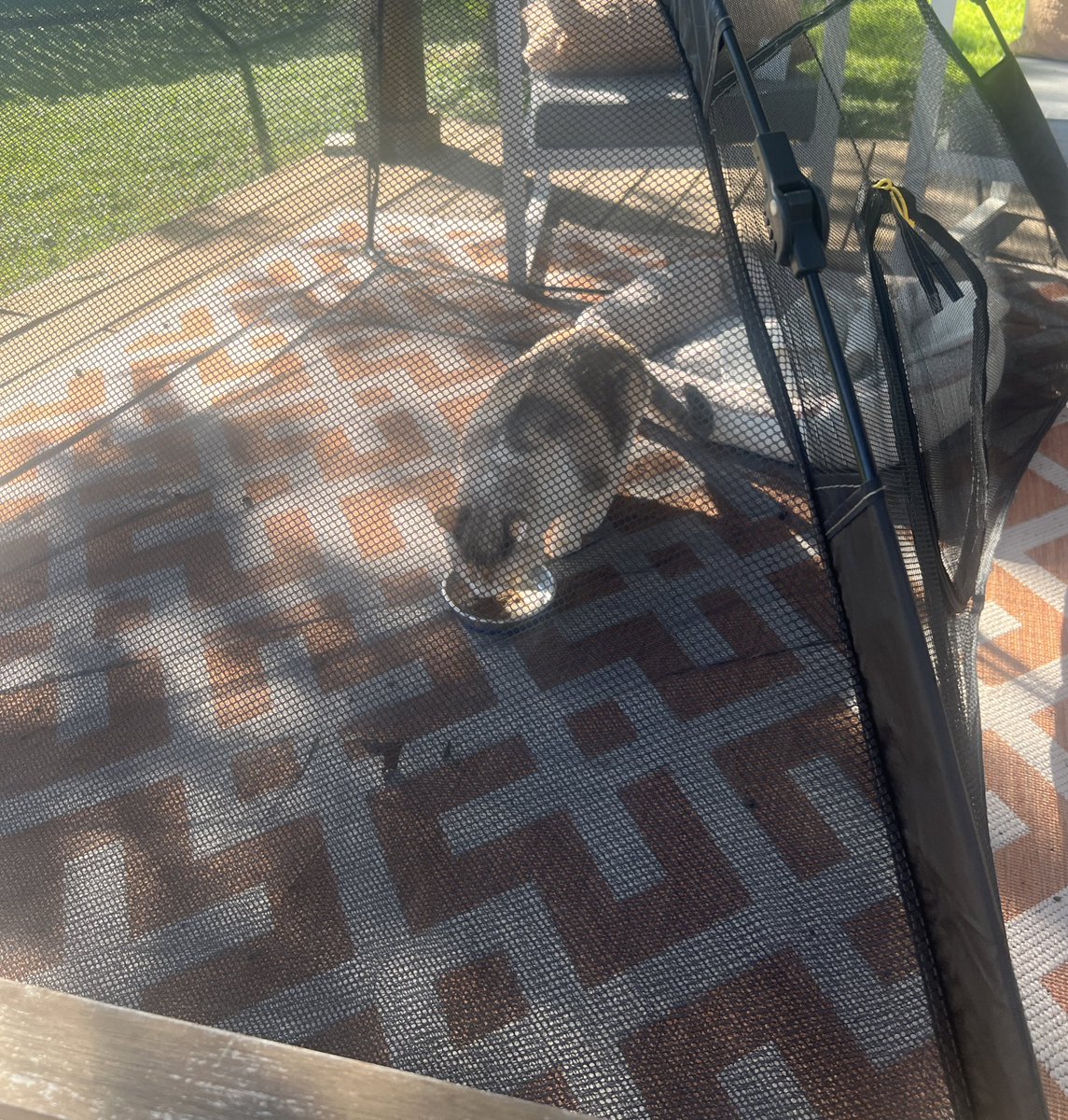 Al fresco dinner for Pank