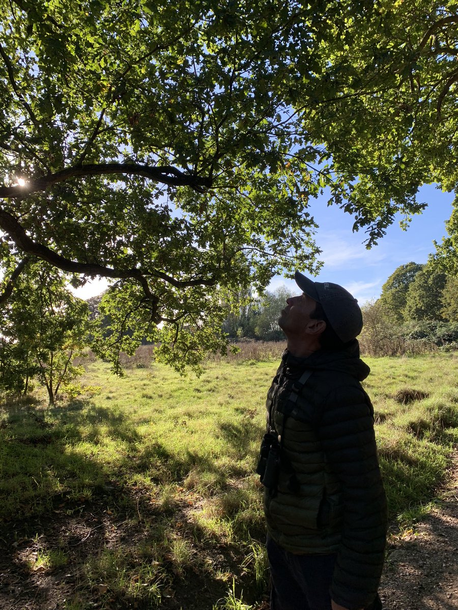NoelleKumpel's tweet photo. Stunning weather for #GlobalBirdWeekend, though just a leisurely potter round Hampstead Heath for us!
#WorldMigratoryBirdDay #OctoberBigDay #LoveLondon https://t.co/5pizw8AMzM