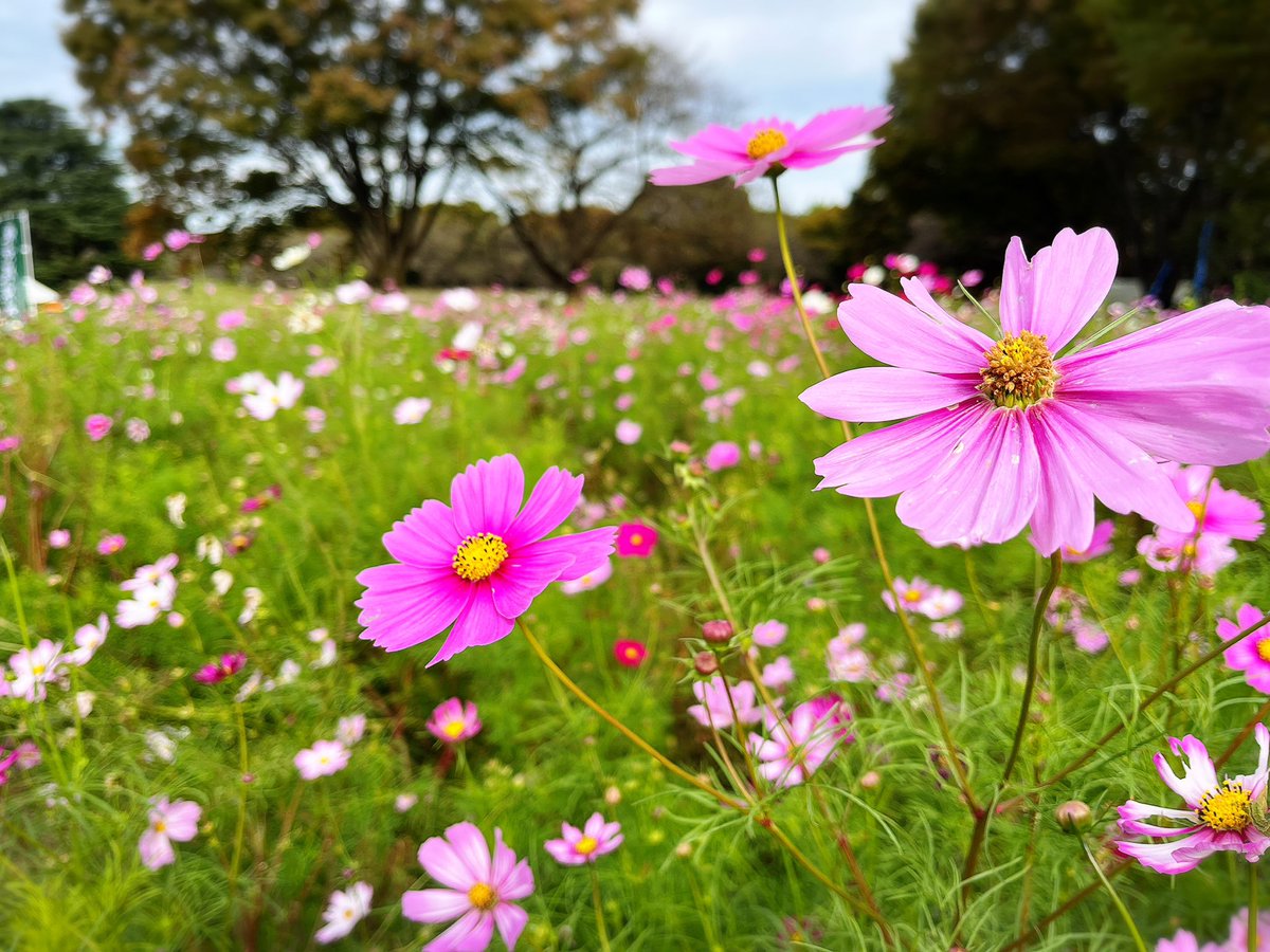 XO529's tweet image. おはようございます！
今週はパワーアップウィーク‼︎
スマートNEWSからは『秋といえば…🍁』をテーマに募集します🤗
💌s@jorf.co.jp
今朝も６時半〜生放送🎙️✨

#プロ野球CS⚾️ #MGC🏃‍♂️#サッカー⚽️
#バスケ🏀 #競馬秋華賞🏇#ゴルフ⛳️
#ラグビーW杯🏉