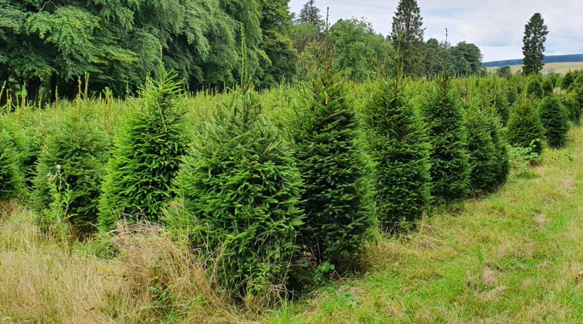 We have paid and ordered the Christmas Trees for the Shop Fronts of Porth

If traders are interested in a Christmas Tree let us know. We’re happy to expand this outside of the Porth Town.

happy to supply trees/brackets we do ask for a donation to the cost of the trees in return.