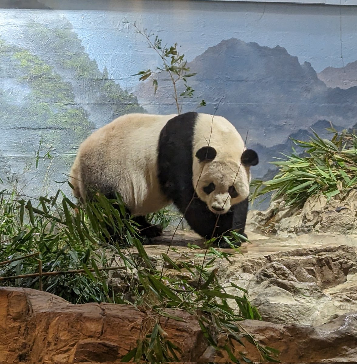 NormaValentini's tweet image. Sunday at the Panda House ❤️🐼❤️ @NationalZoo @MommyMei98 @tiantianpanda97 @DCPandaCub4 #pandastory #dcpandas
