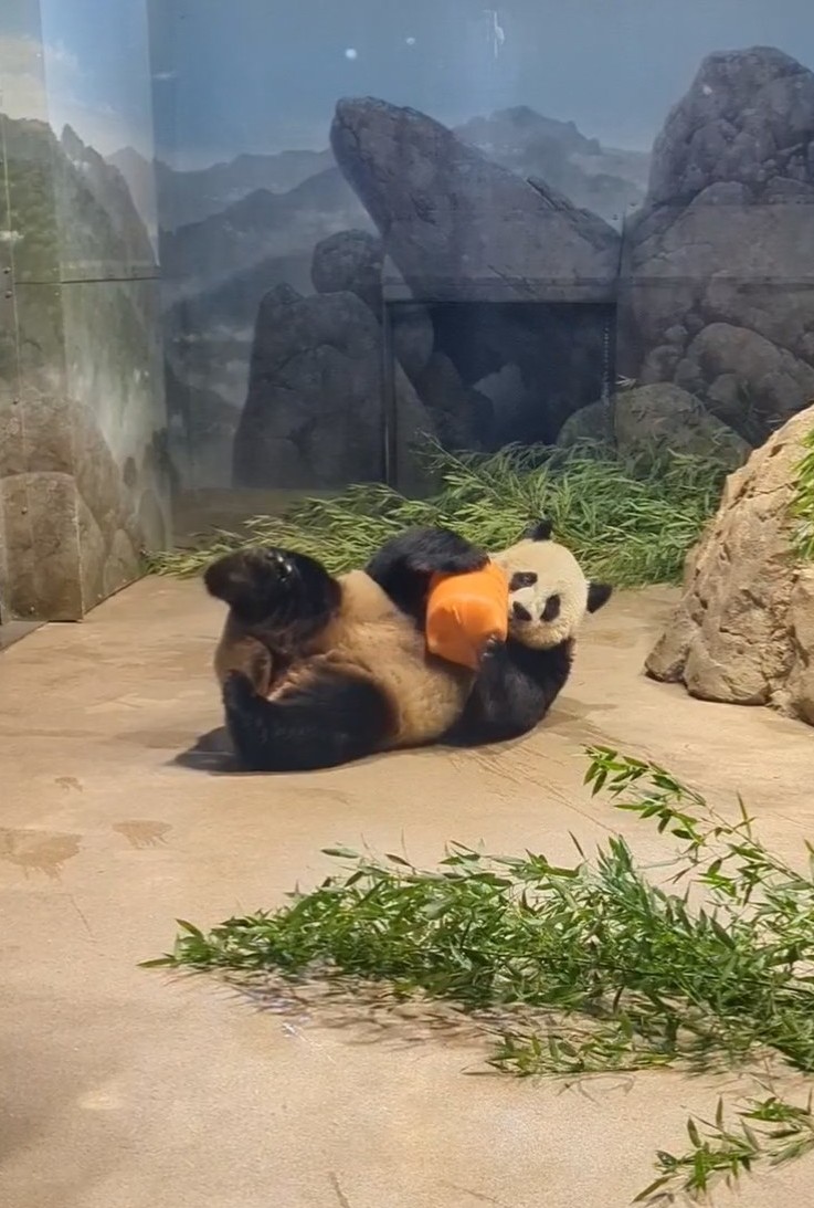 NormaValentini's tweet image. Sunday at the Panda House ❤️🐼❤️ @NationalZoo @MommyMei98 @tiantianpanda97 @DCPandaCub4 #pandastory #dcpandas