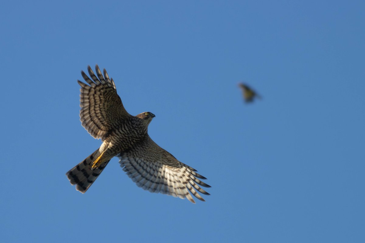Lots of finches moving at Wood Farm this morning, and then this Sparrowhawk appeared. Seriously mobbed by the Goldfinches. #londonbirds #woodfarmbirds