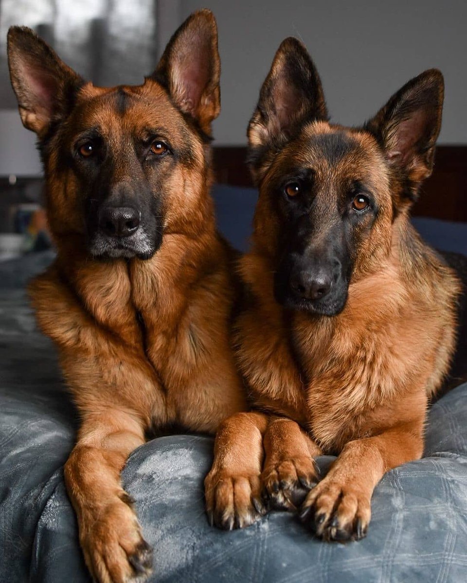 Say 'Yes' if you are a Germanshepherd Lover