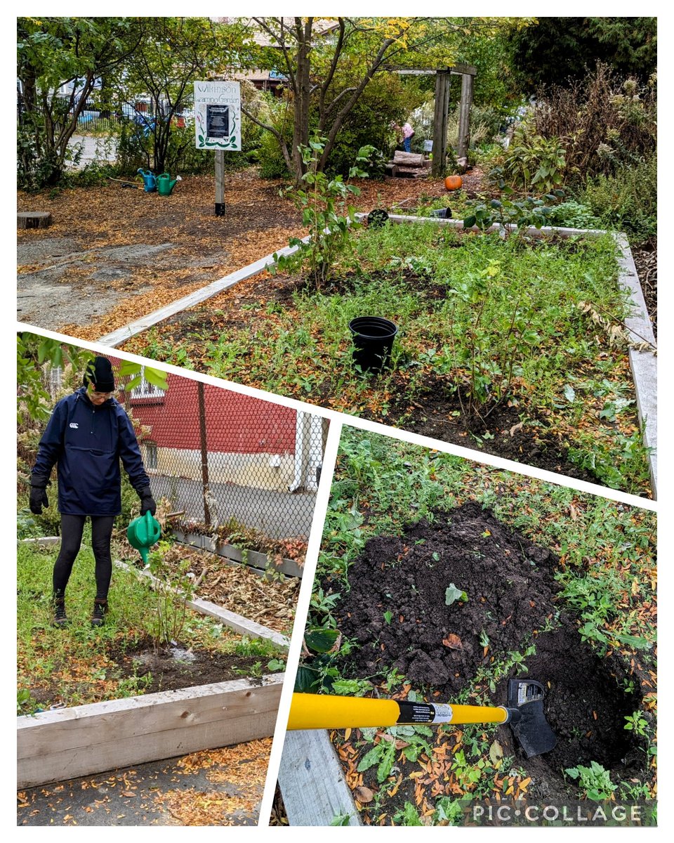 Thankful to be able to help the wonderful @wilkinsonpsorg parent community <a href="/TDSBWilkinson/">Wilkinson Junior Public School</a> who continue to support learning &amp; growing in the #learninggarden by making a #foodforest supported by @TDFEF. We planted more food bearing plants to be enjoyed for years to come! Yum!