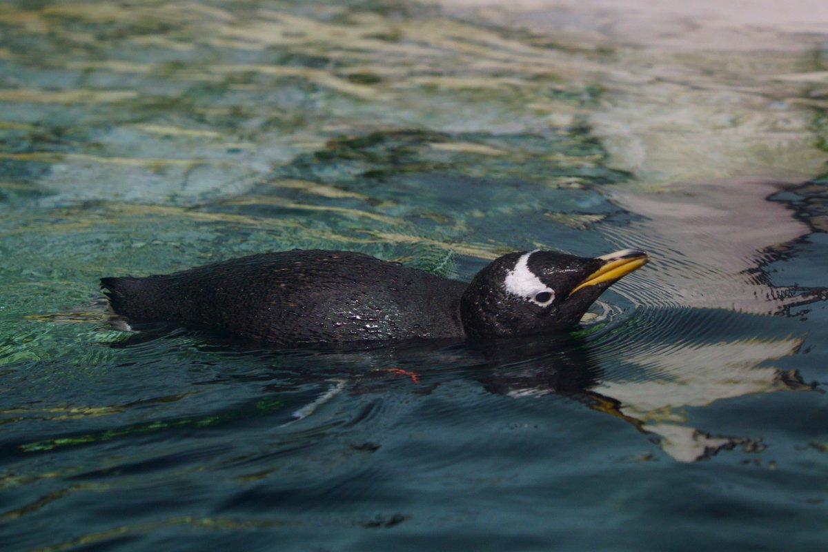 ペンギンちゃん🐧 (@ariel_digit) / Posts / X