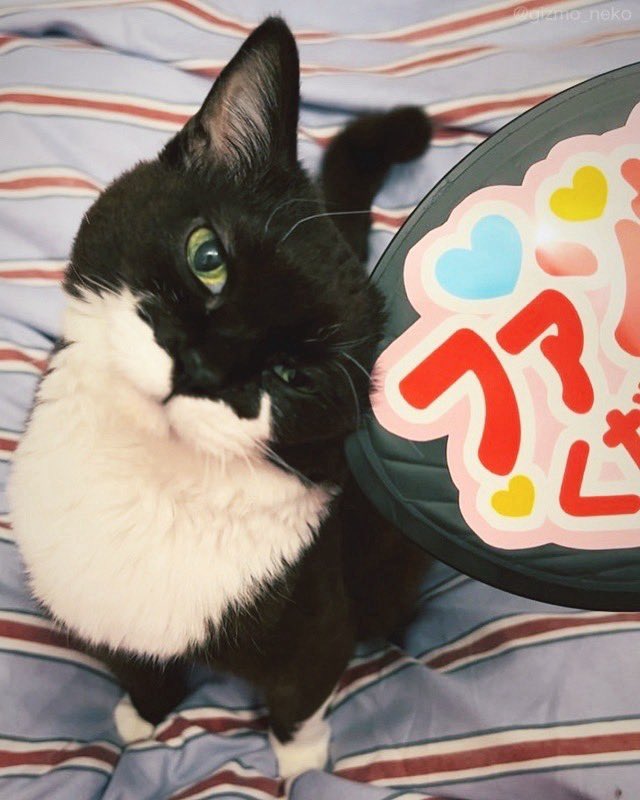 ファンサもらった