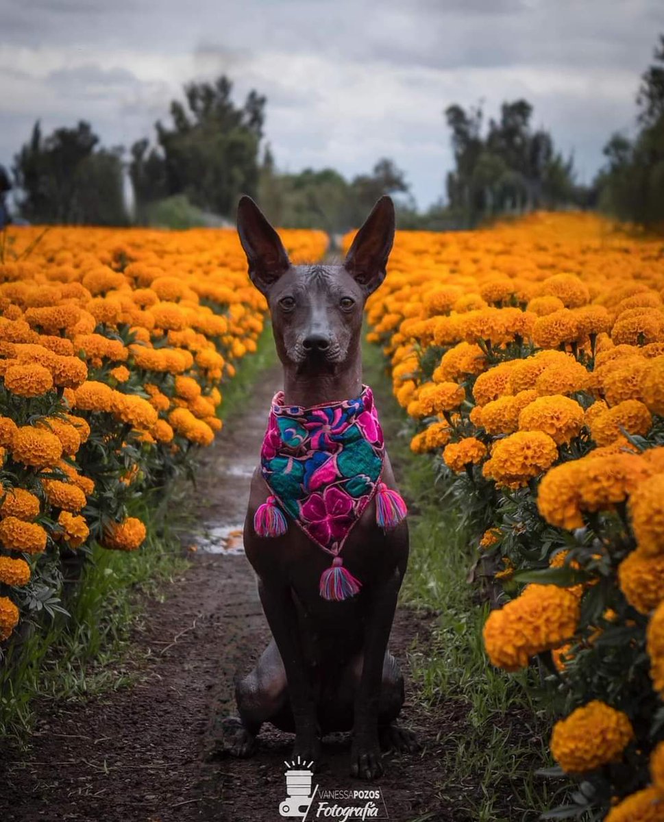 Sabueson's tweet photo. Te muestra en una imagen que representa un poco de nuestro hermoso País, México🇲🇽

📍Xochimilco, CDMX ,México 🇲🇽
📸 @vanepozos_fotos 
 #diademuertos https://t.co/jw8QV56j9v