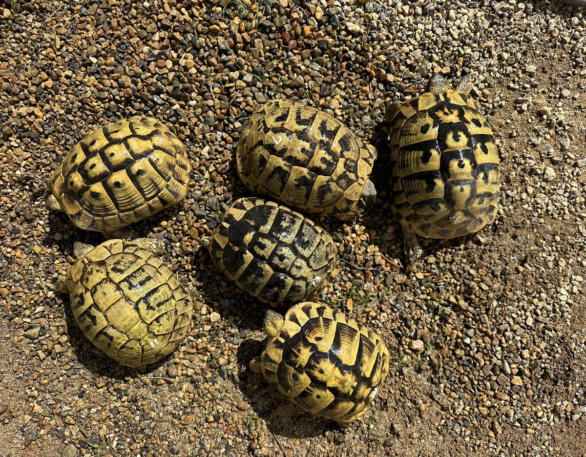 KOBU JAPAN,LTD. on X