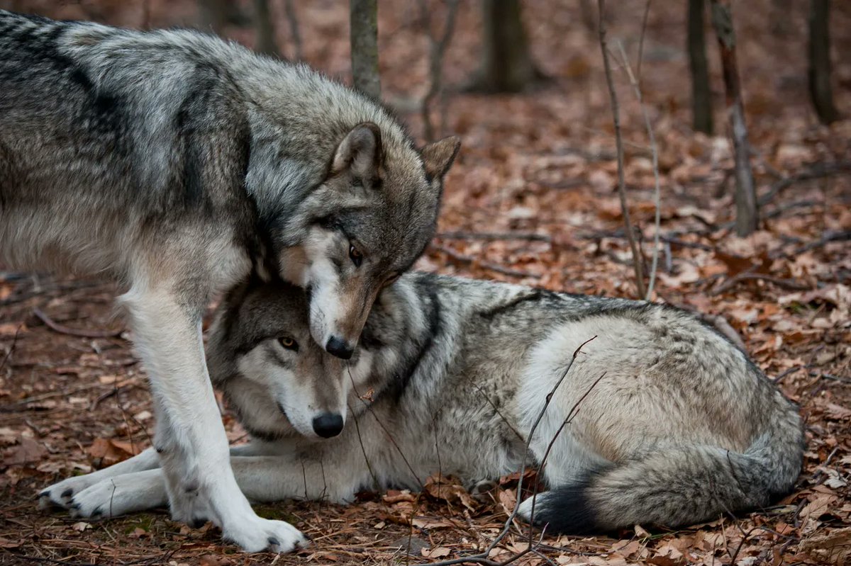 AmUmbria's tweet image. Wolves mate for life.  Their love true and deeply caring. A government agent Young reported, in 1926 when they were exterminating wolves to extinction, found two wolves dead in a wood, a male in the trap and a female apparently just stayed beside him and starved to death.
