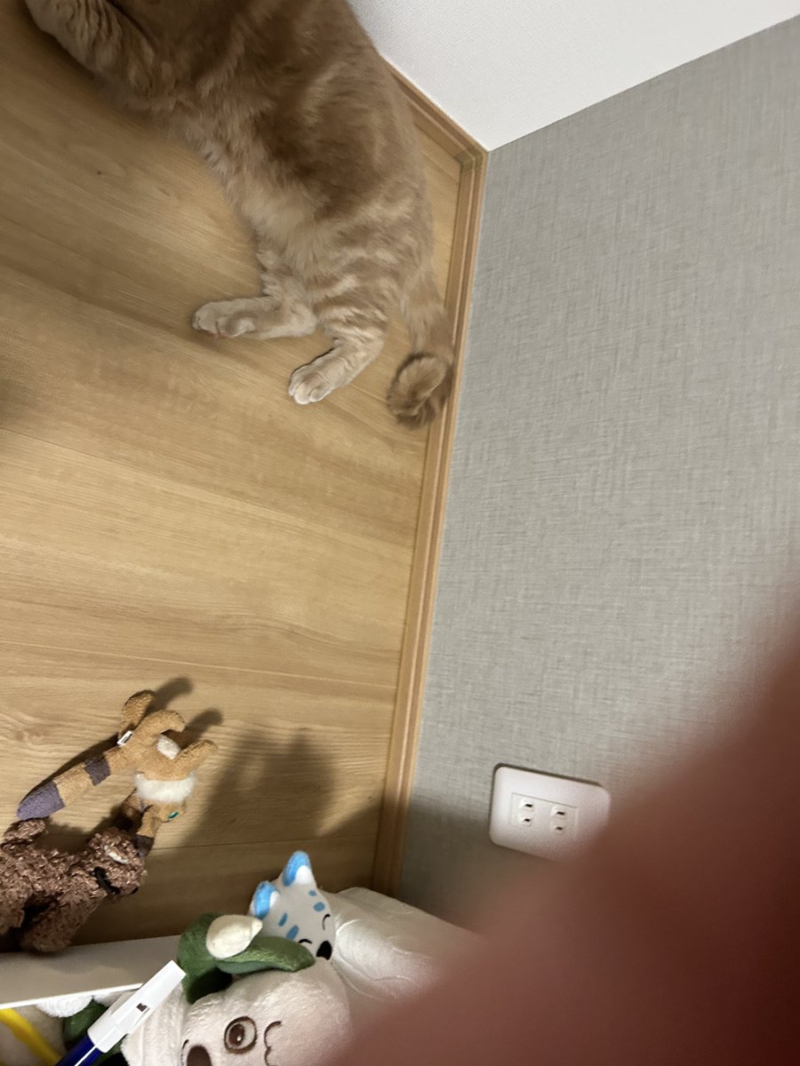 cat_unio's tweet photo. 親から奪ったスマホで2歳が撮ったうにお☺️ https://t.co/DMGqHvF2OV