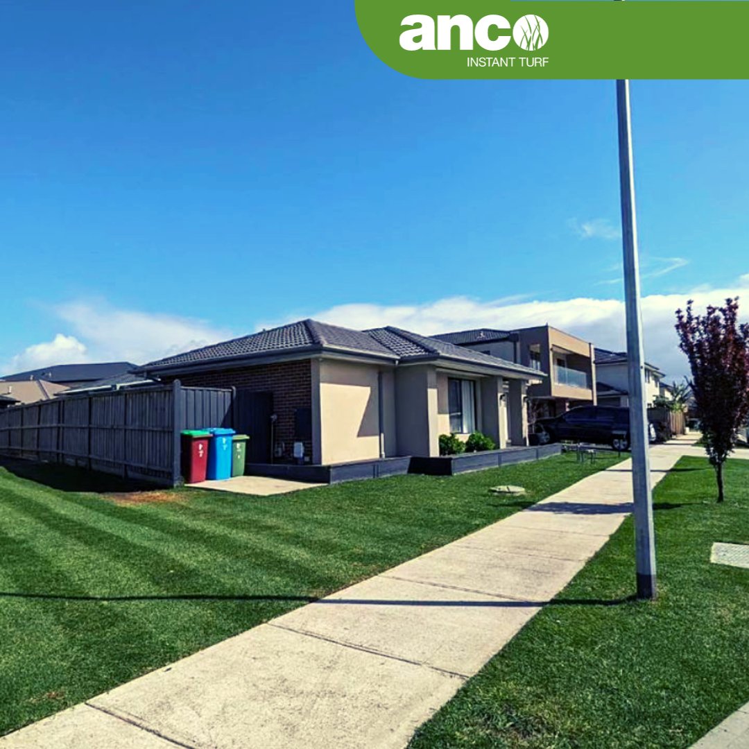 Ancoinstantturf's tweet photo. There is no better testimonial than being tagged in your uploads! ☀️🌿
.
Did we tag yours?? Tag yourself and your turf type in the comments!
.
📱 @ancoturf
📞 1800 010 110 
.
@lawnsolutions
.
#Anco #AncoTurf #TurfLawn #NaturalTurf #InstantTurf #Grass #ShowUsYourTurf #Landsc ... https://t.co/zuQXjqdYCy