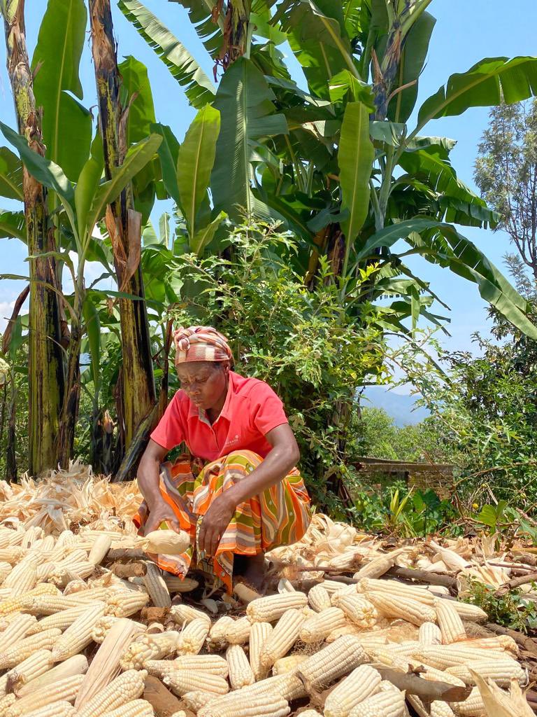 FAORDCongo's tweet photo. Bonne Journée internationale de la femme rurale🌾🌾

Les femmes rurales sont les piliers de de leurs communautés et jouent un rôle essentiel dans l’amélioration de la sécurité alimentaire et de la lutte contre la faim.

#IDRW2023 #IDRW https://t.co/ZopEBqUCYU
