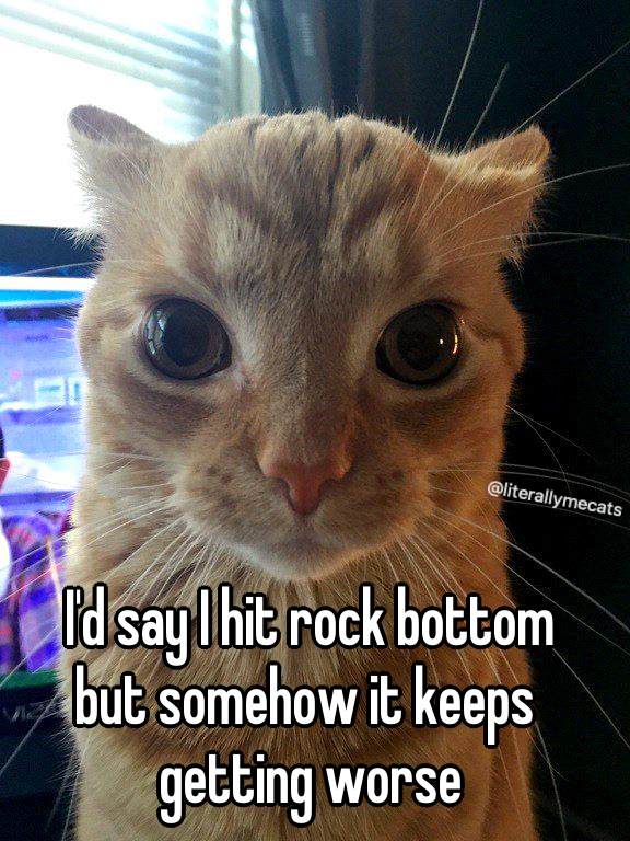 literallymecats's tweet photo. https://t.co/SJt5jyCTpu