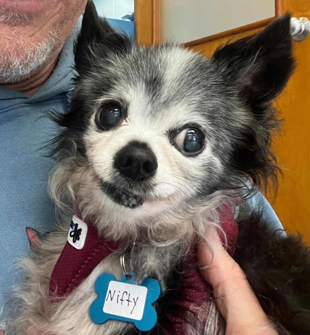 Meet Nifty! Born in 2007, his guardian could no longer care for him so they reached out to Muttville for help. He's a sweet &amp; snuggly little chap who does well with all #dogs and people, a perfect companion! buff.ly/3Ff1lNu