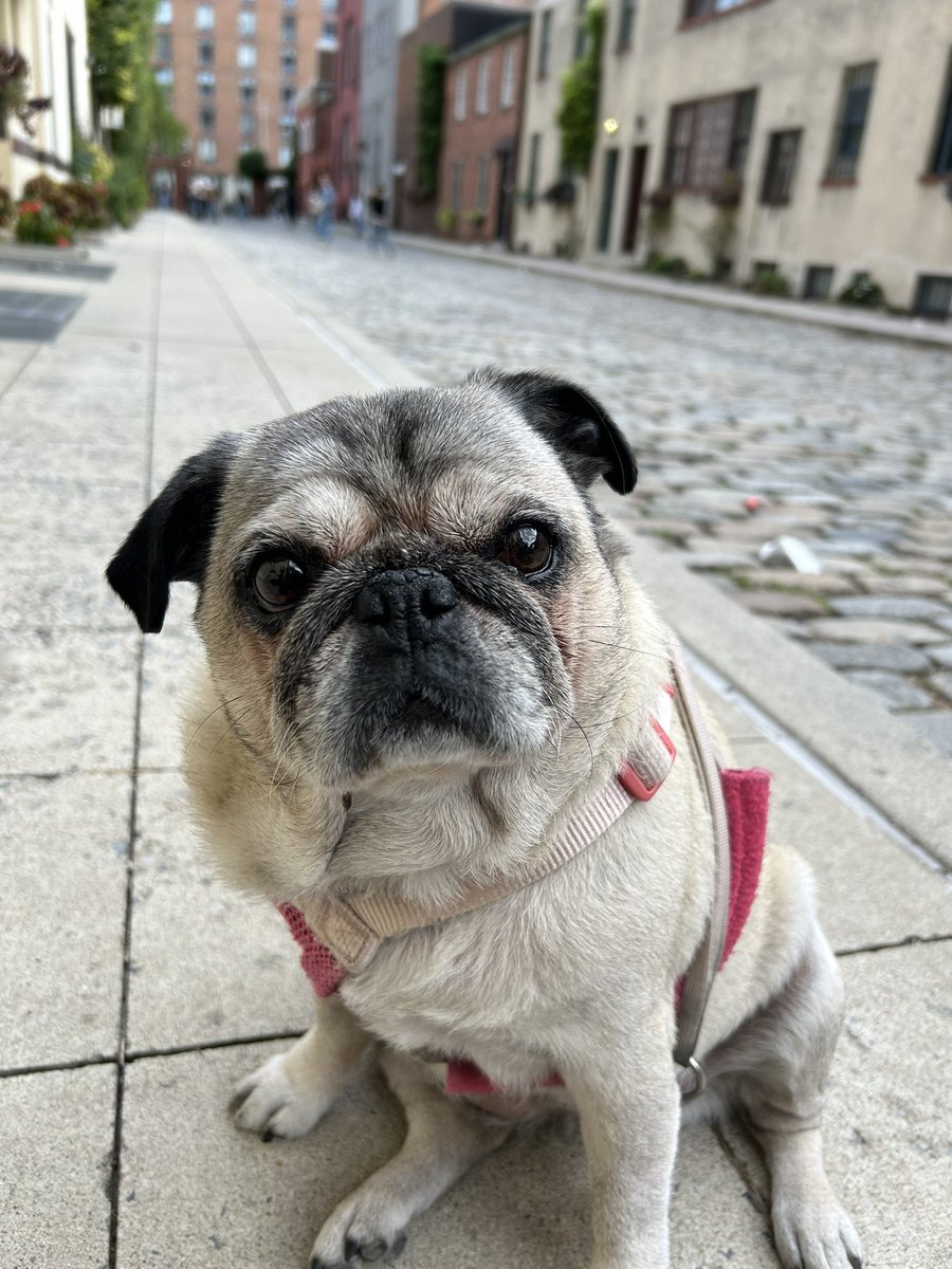 narfy27's tweet photo. @itsdougthepug Ain’t no party like a pug party 🎊 🎉🥳 https://t.co/H1XDXDmk9r