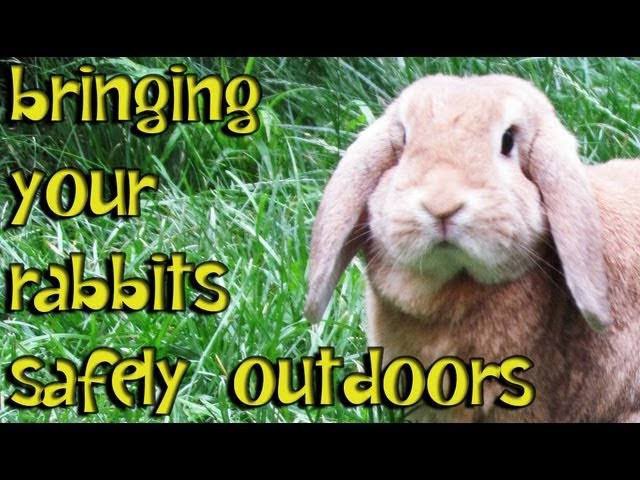 Rachelch35's tweet image. Hot weather today Perth ☀️ 36* Please leave water out for wildlife 💦 Rabbits die in hot hutches 🥵 #perthweather