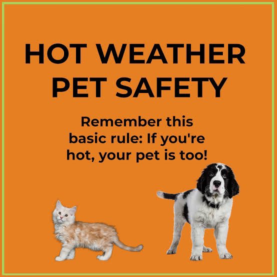 Rachelch35's tweet image. Hot weather today Perth ☀️ 36* Please leave water out for wildlife 💦 Rabbits die in hot hutches 🥵 #perthweather