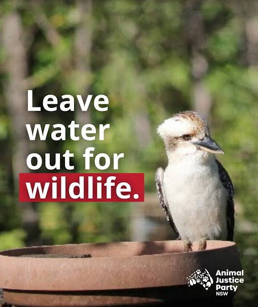Rachelch35's tweet image. Hot weather today Perth ☀️ 36* Please leave water out for wildlife 💦 Rabbits die in hot hutches 🥵 #perthweather