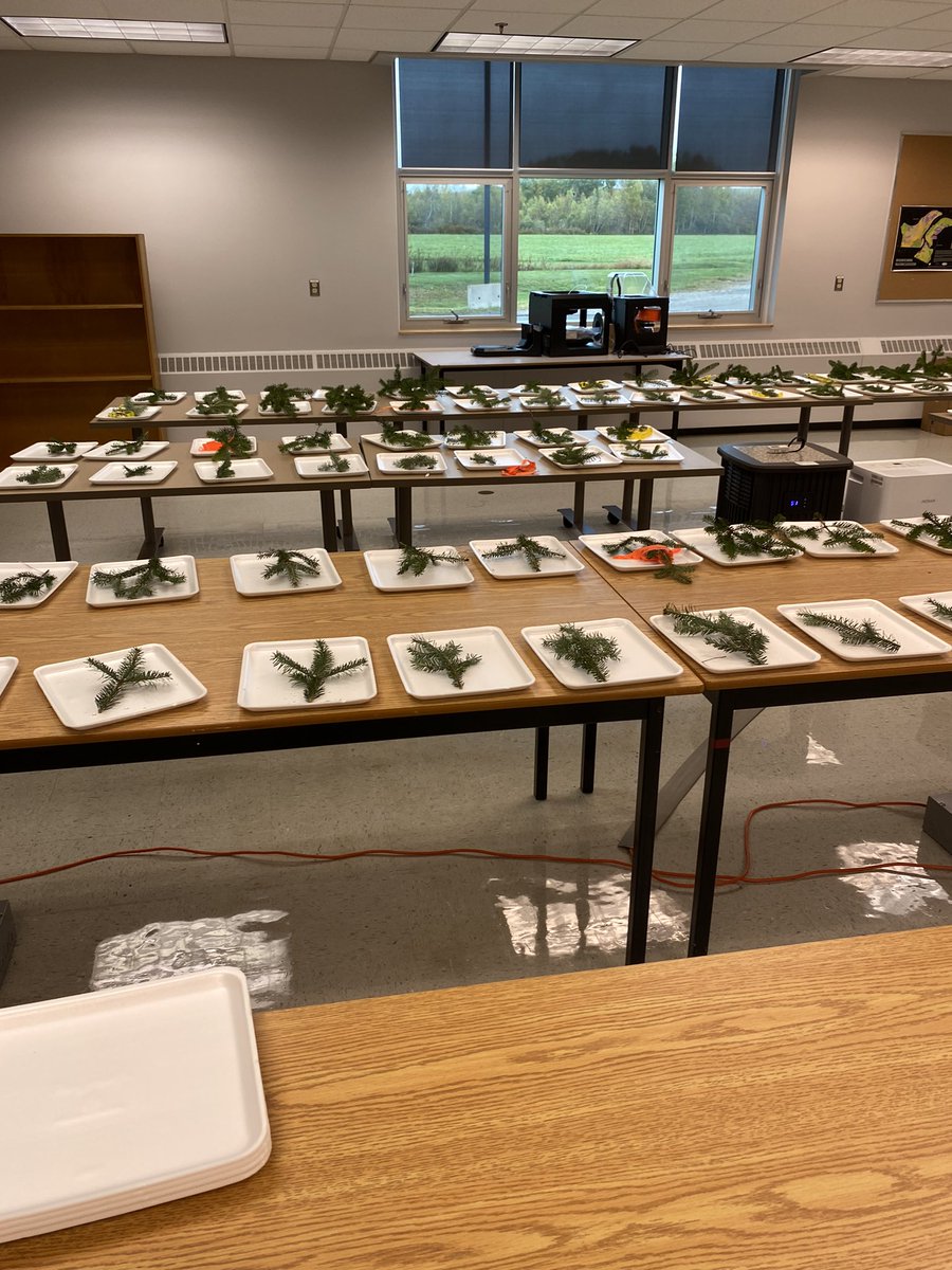 It is beginning to smell a lot like the holiday season at the NSCC EatLab! Starting another great project with <a href="/iloverealtrees/">Christmas Tree Council of Nova Scotia</a>