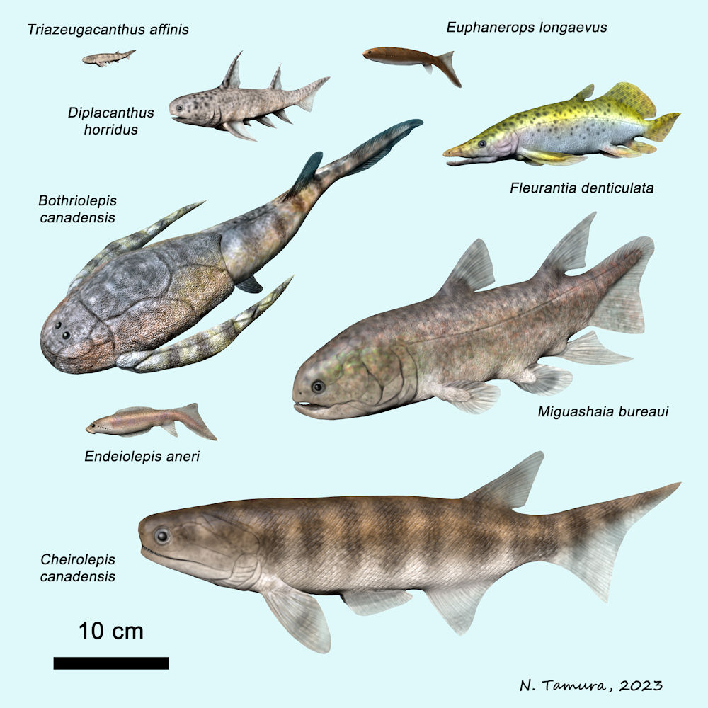 Devonian Fish Series #20: Escuminac Formation (Early Frasnian) of Quebec, Canada: Triazeugacanthus, Diplacanthus (Acanthodii), Euphanerops, Endeiolepis (Anaspidomorphi), Fleurantia (Dipnoi), Miguashaia (Actinistia), Cheirolepis (Actinopterygii), Bothriolepis (Placoderm)