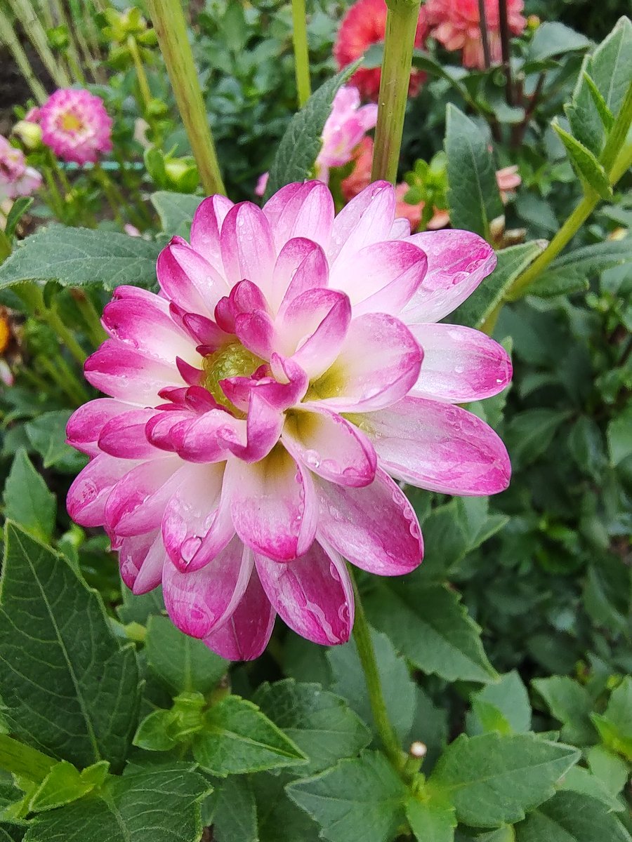 #DailyDahlia this is 'Pink Issa' and her flowers are tiny but pretty.