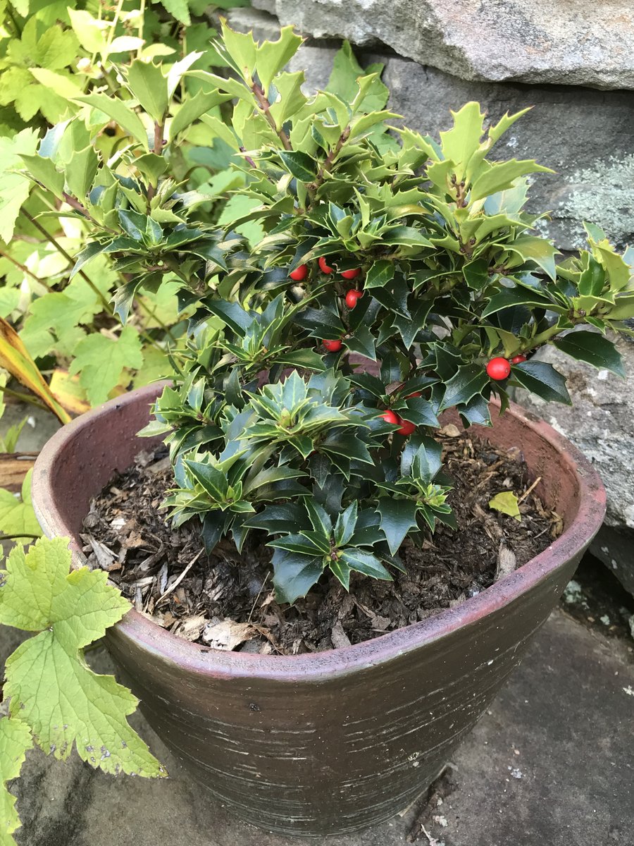 Sally Rowe tweet media