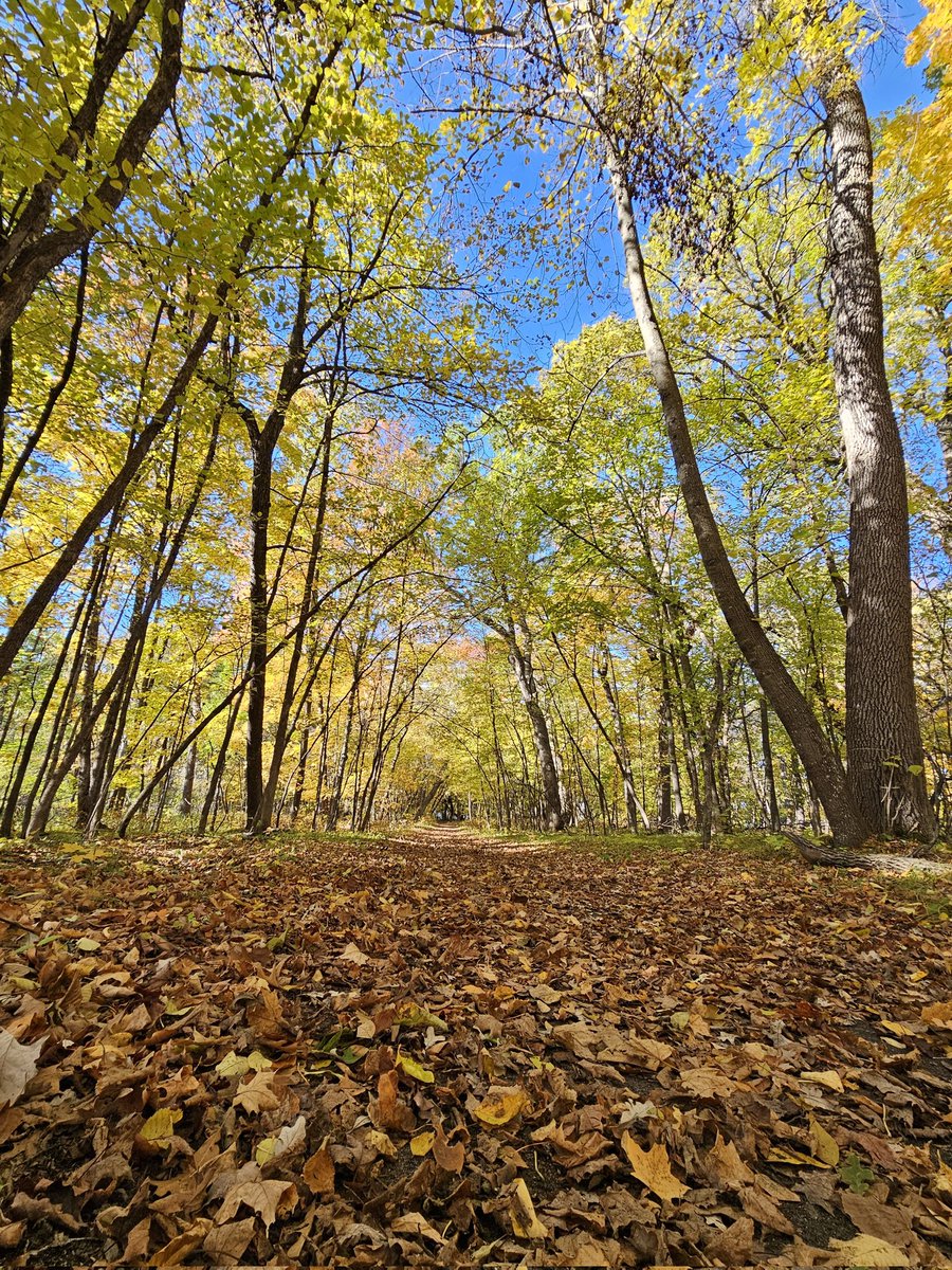 OtterTailCounty's tweet photo. Today was a great day to be in the woods. We went to Glendalough State Park near Battle Lake, MN. #FallVibes #lakelife #onlyinm https://t.co/19f9Zr2H8q