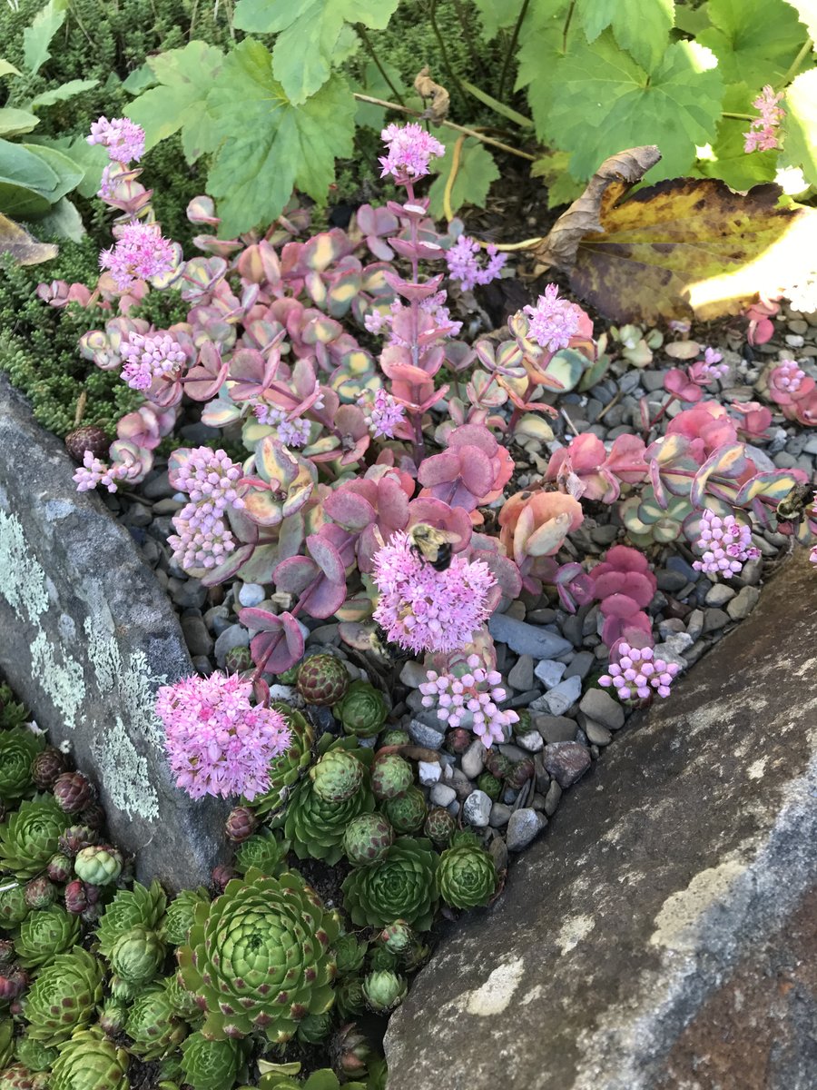 Sally Rowe tweet media