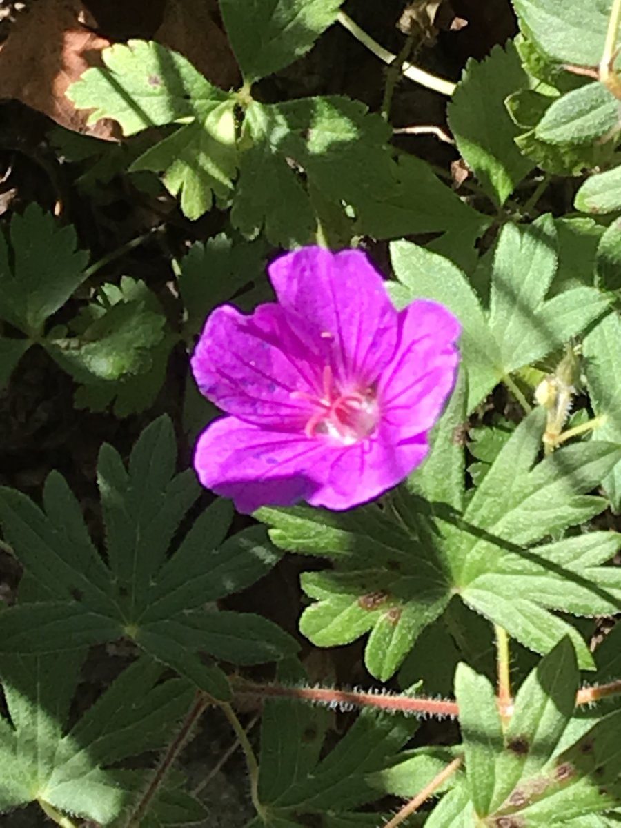 Sally Rowe tweet media