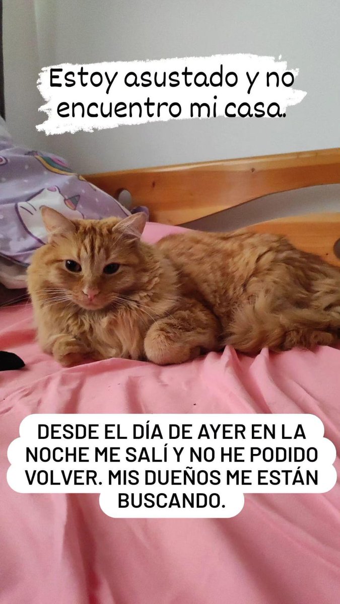 Afbrico's tweet photo. Les agradecería mucho si me ayudan a compartir, vivan en Bogotá o no. Él es Charlie,  y es de uno de mis amigos de infancia y su familia.

Lo buscan y lo esperan en casa. El tiempo en estos casos es oro. Cualquier info no duden en escribirme a mí o a los números de tel. GRACIAS! https://t.co/JuE4ykJPd8