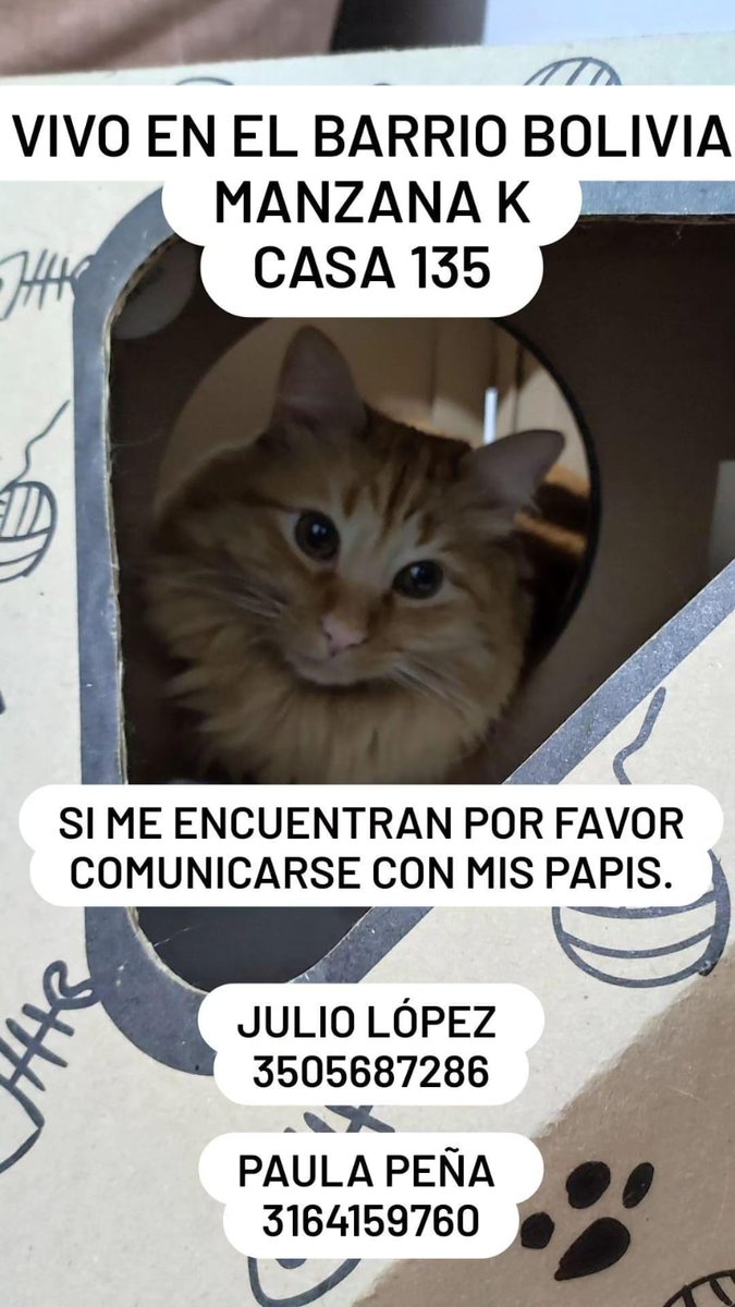 Afbrico's tweet photo. Les agradecería mucho si me ayudan a compartir, vivan en Bogotá o no. Él es Charlie,  y es de uno de mis amigos de infancia y su familia.

Lo buscan y lo esperan en casa. El tiempo en estos casos es oro. Cualquier info no duden en escribirme a mí o a los números de tel. GRACIAS! https://t.co/JuE4ykJPd8