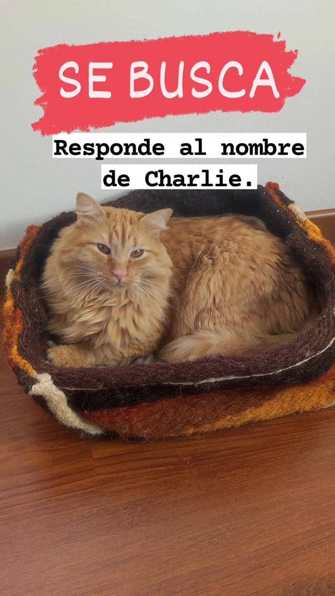 Afbrico's tweet photo. Les agradecería mucho si me ayudan a compartir, vivan en Bogotá o no. Él es Charlie,  y es de uno de mis amigos de infancia y su familia.

Lo buscan y lo esperan en casa. El tiempo en estos casos es oro. Cualquier info no duden en escribirme a mí o a los números de tel. GRACIAS! https://t.co/JuE4ykJPd8