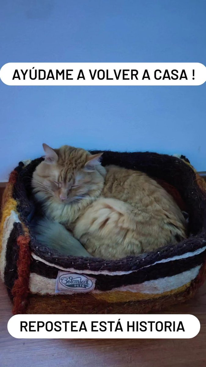Afbrico's tweet photo. Les agradecería mucho si me ayudan a compartir, vivan en Bogotá o no. Él es Charlie,  y es de uno de mis amigos de infancia y su familia.

Lo buscan y lo esperan en casa. El tiempo en estos casos es oro. Cualquier info no duden en escribirme a mí o a los números de tel. GRACIAS! https://t.co/JuE4ykJPd8