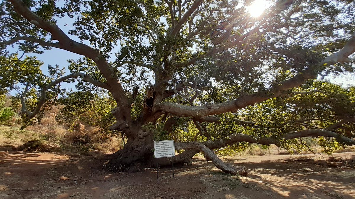 Koca Çınar keşfetmeden ölme 💙 
#Balıkesir #Gömeç #keşfetmedenölme #tree #planetree #850yearsold #NatureInspiration #NatureCrisis  #naturelover #NatureBeautiful