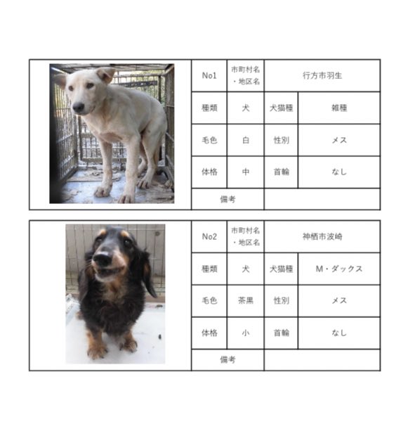 茨城県動物指導センターで保護している、迷子の犬猫の公表情報です。🐕🐈
お心当たりの飼い主様は動物指導センターにお電話ください‼️
動物指導センター
☎︎0296-72-1200(受付時間：平日8:30〜17:15)

10月13日(金) 公表情報