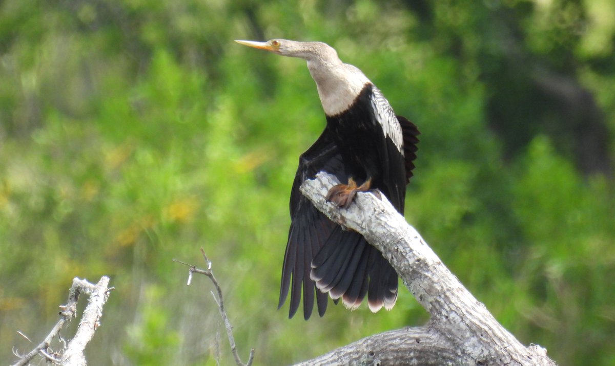 riverguy47's tweet image. A local Anhinga looking for dinner.