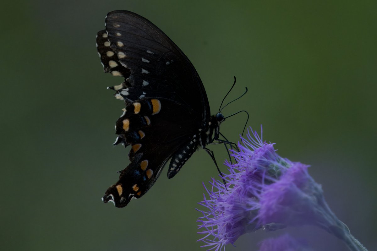 riverguy47's tweet image. The Palamedes Swallowtails are getting a little ragged but carry on.  I can definitely relate.